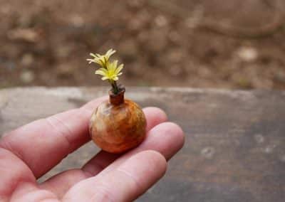 Kleine Mini Vase aus Baumperle gedrechselt