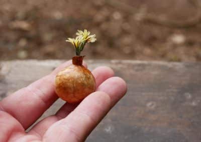 Kleine Mini Vase aus Baumperle gedrechselt