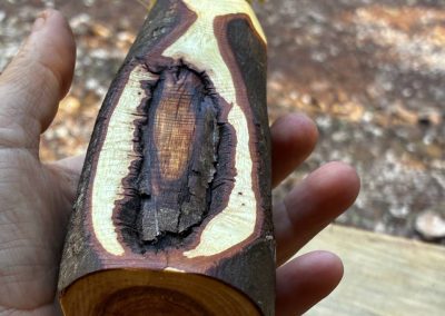 Vase für Trockenblumen aus Mimose