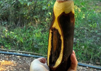 Vase für Trockenblumen aus Mimose
