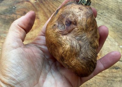 Vase für Trockenblumen aus Baumperle