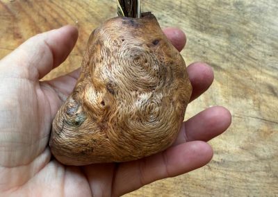 Vase für Trockenblumen aus Baumperle