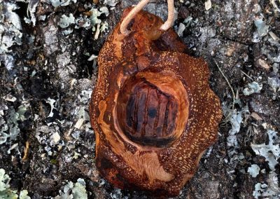 Hobbit Tür aus Baumperle