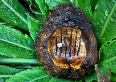 Hobbit Tür aus Baumperle