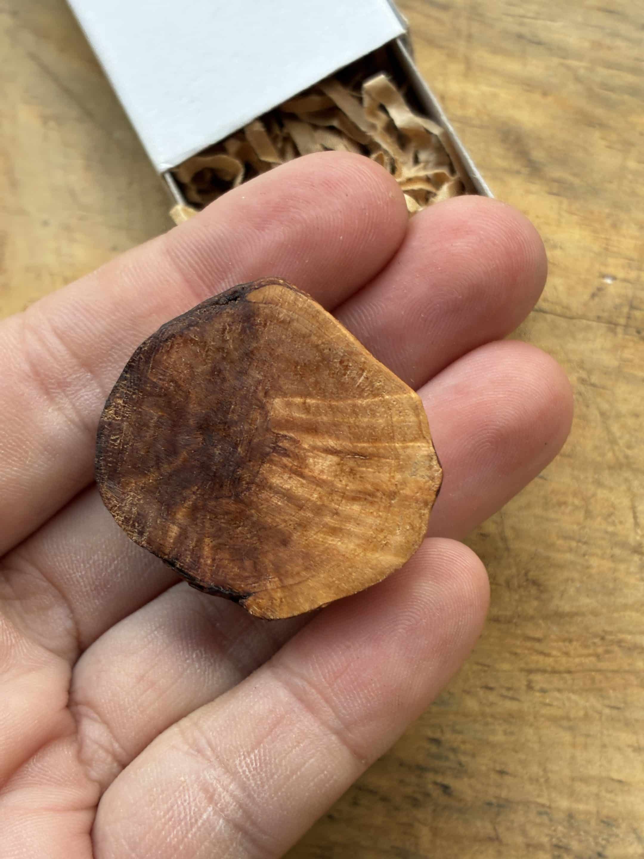 Käfer aus Baumperle geschnitzt. Handschmeichler Glückskäfer