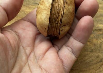 Buch aus Baumperle mit einer eingeschnitzten Feder