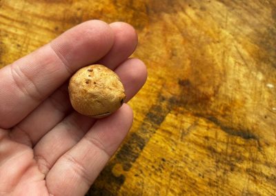 Baumperle mit Magnet