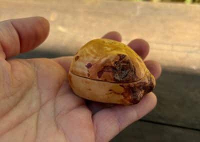 Schatulle für Ringe aus Baumperle