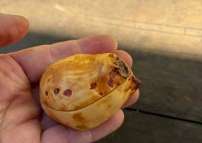 Schatulle für Ringe aus Baumperle