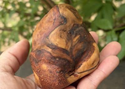 Bandsägenbox aus Baumperle