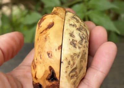 Schatulle aus Baumperle