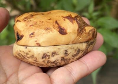 Schatulle aus Baumperle