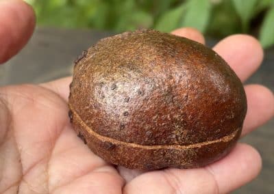 Schatulle aus Baumperle