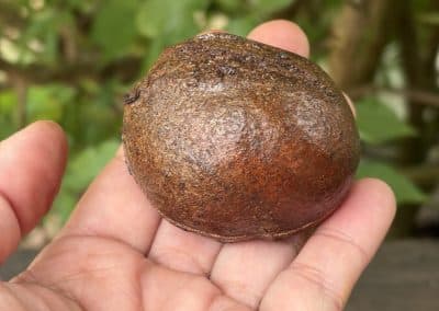 Schatulle aus Baumperle