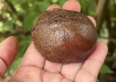 Schatulle aus Baumperle