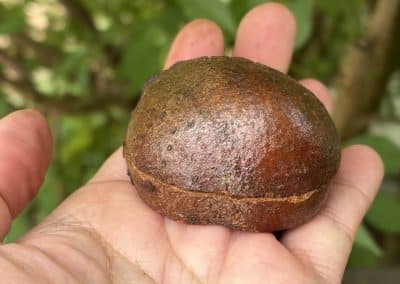 Schatulle aus Baumperle