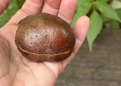 Schatulle aus Baumperle