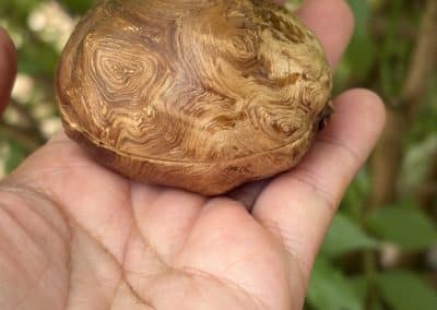 Schatulle aus Baumperle